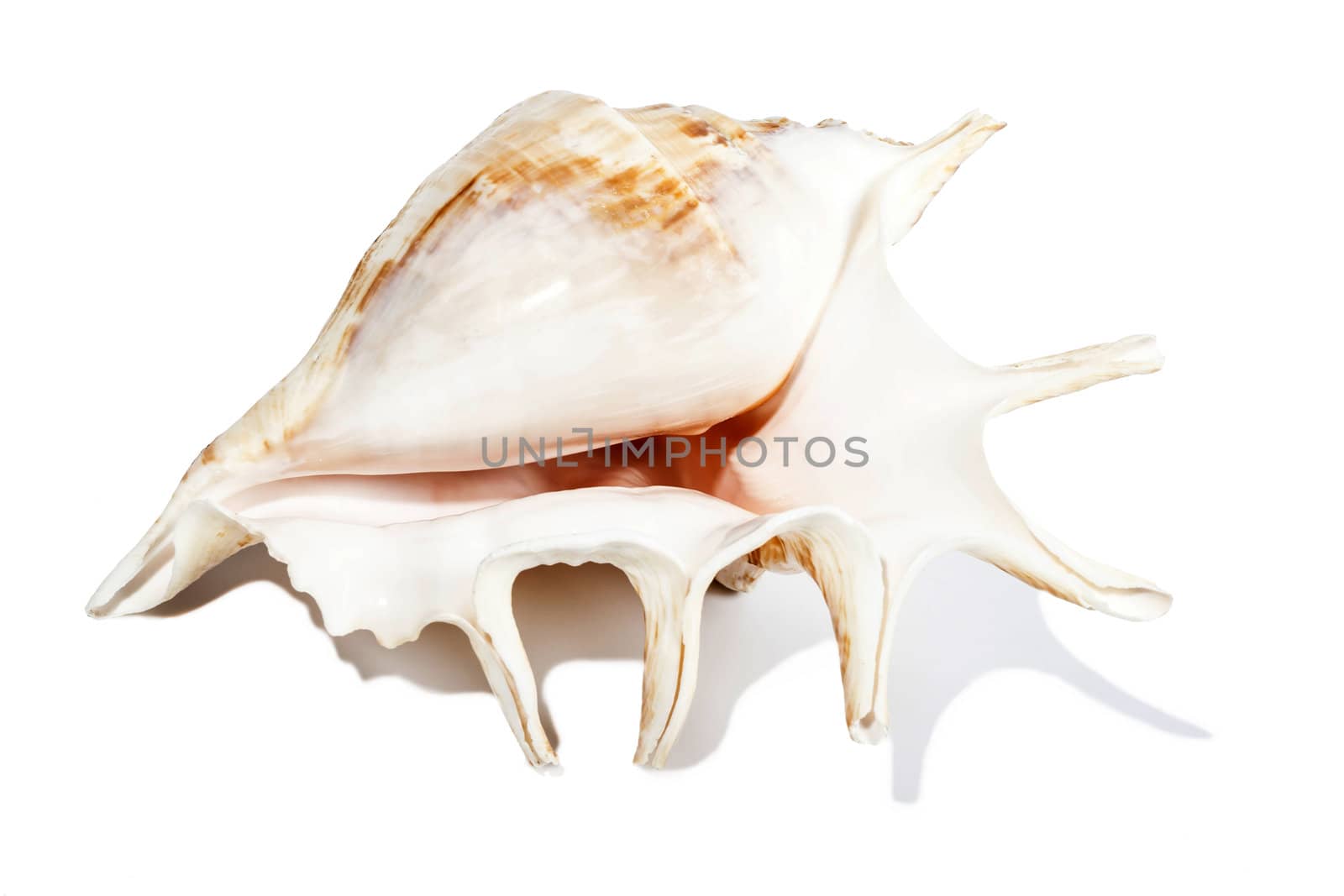 Sea shell isolated on white by RawGroup