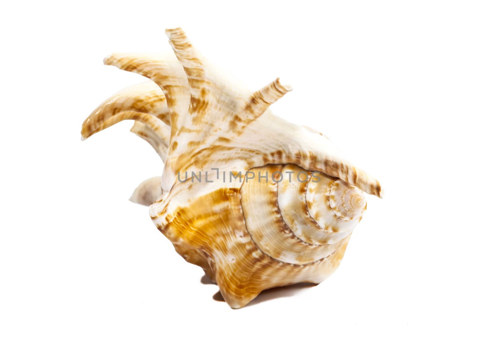 Sea shell mollusk isolated on white by RawGroup
