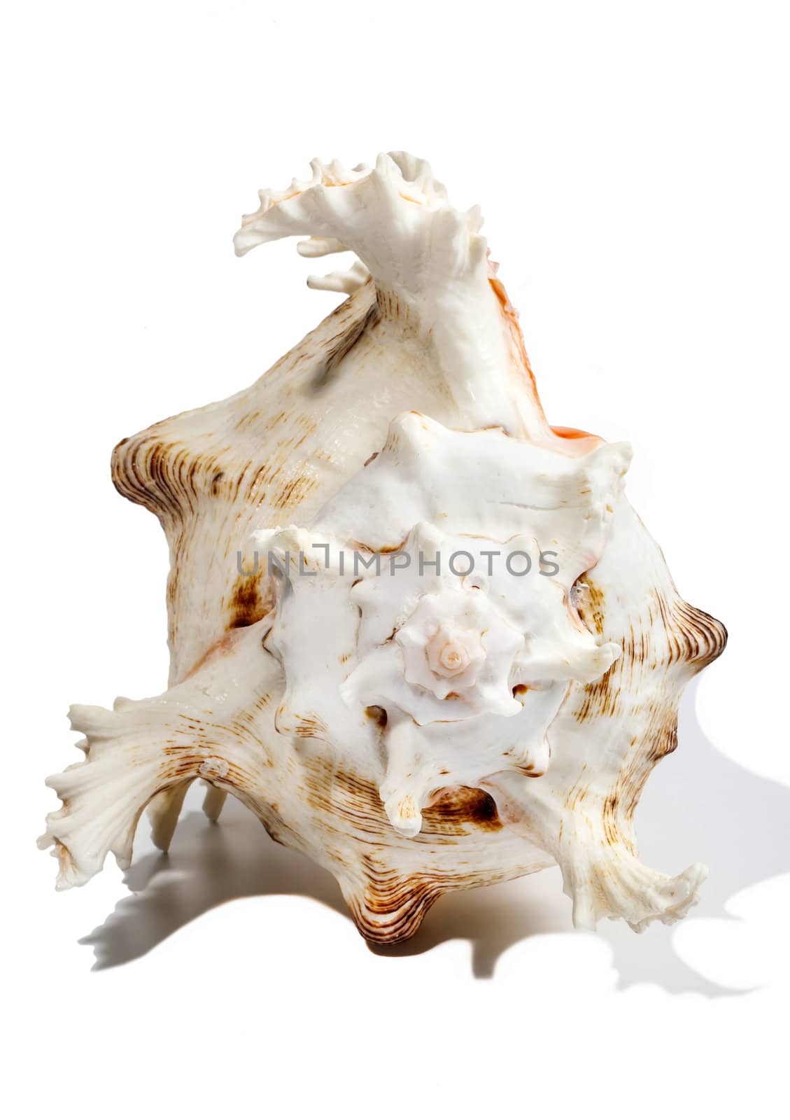 Sea shell spiral mollusk isolated on white