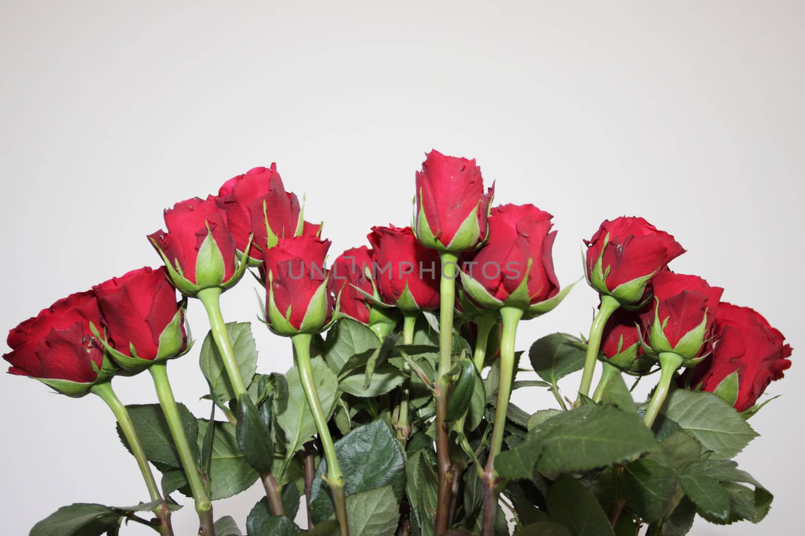 bouquet of red roses in a vase on white background