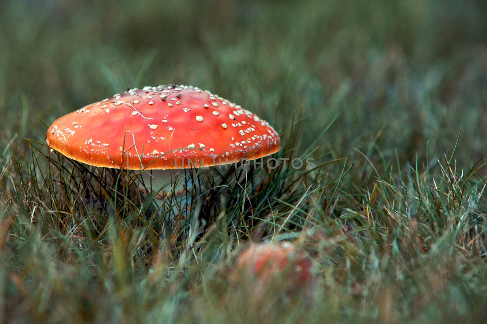 Spotted red mushroom in a Forrest