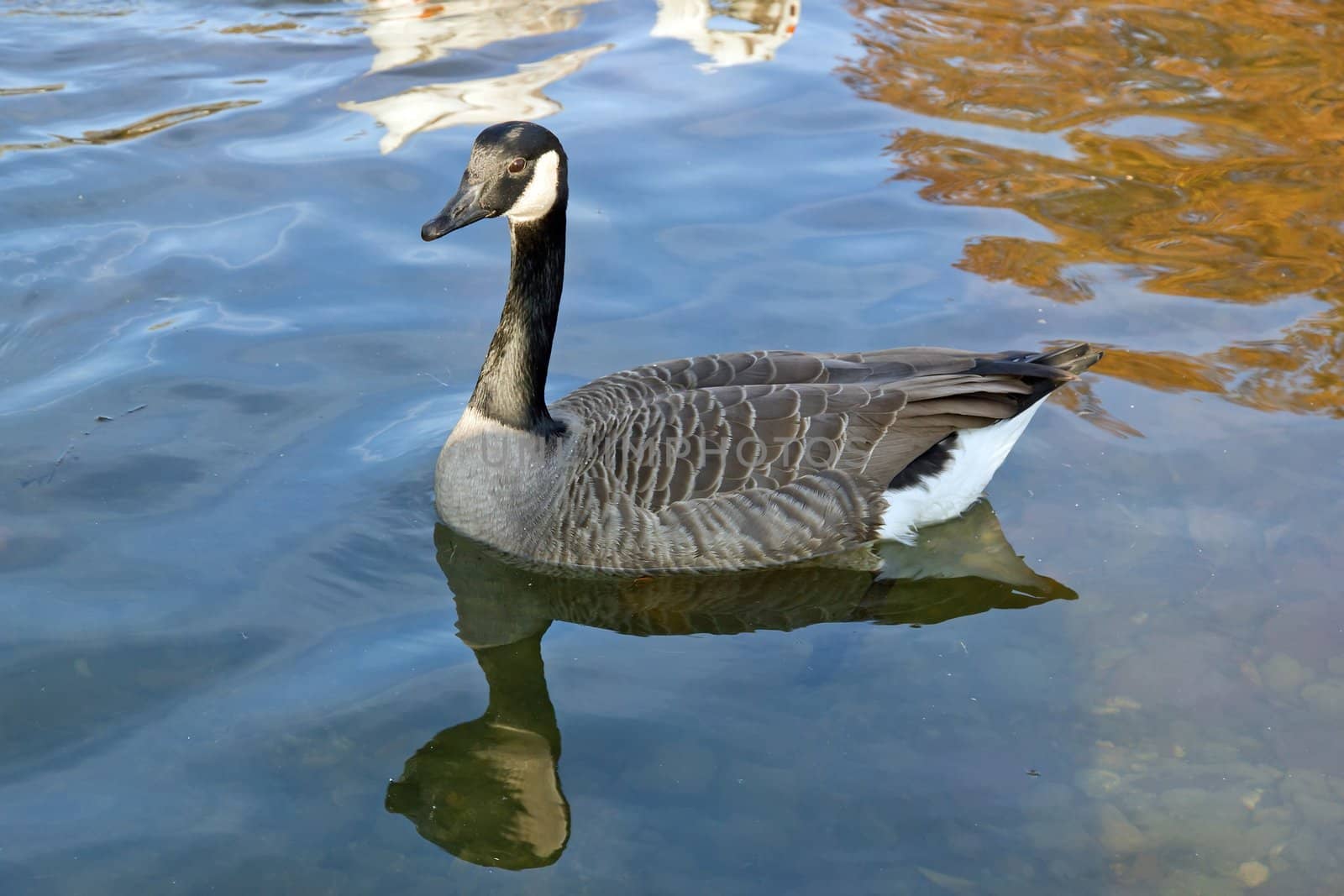 Canada goose gliding on the water