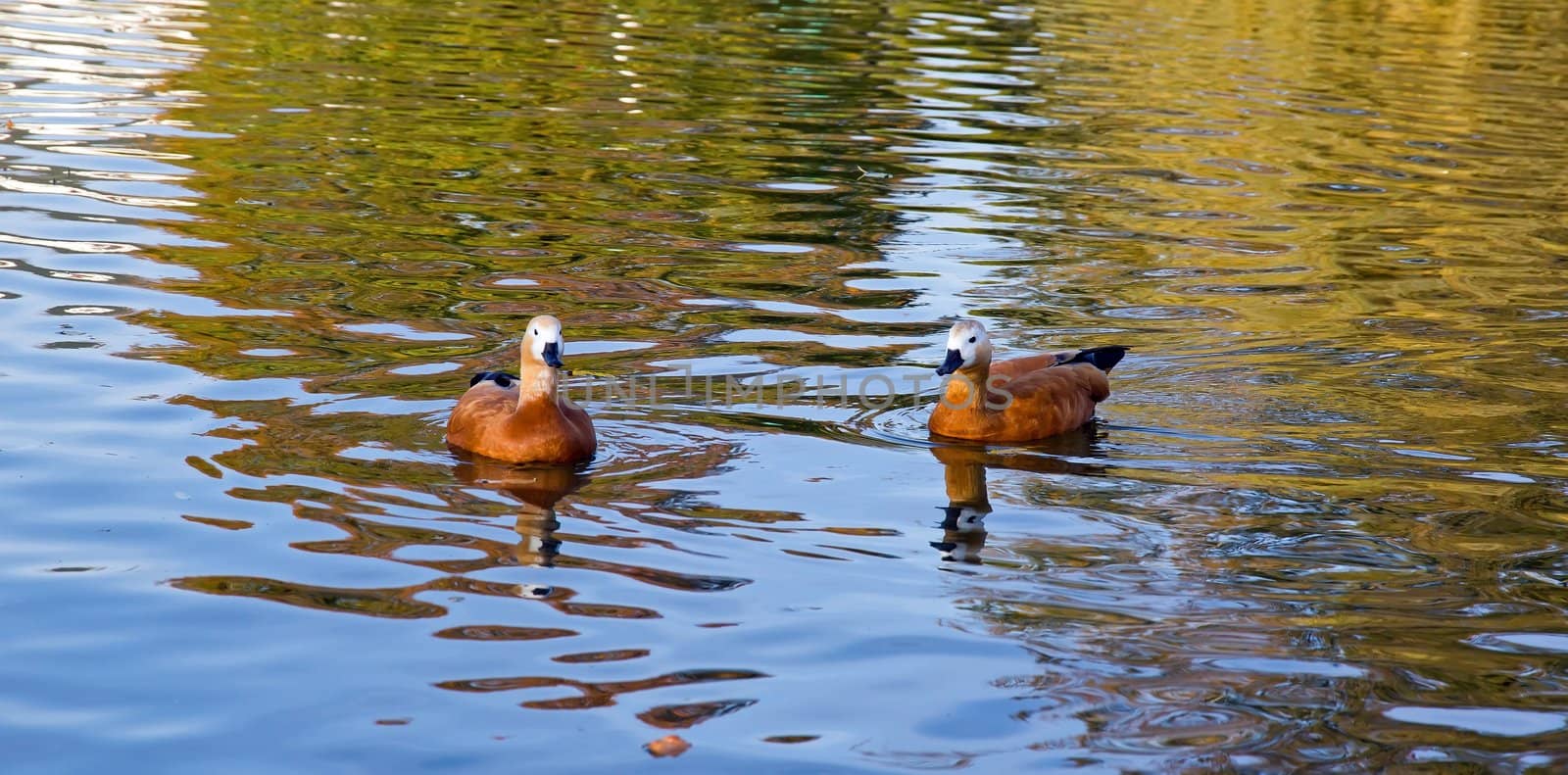 two ducks (Ruddy Shelduck, Ruddy Tadorne)