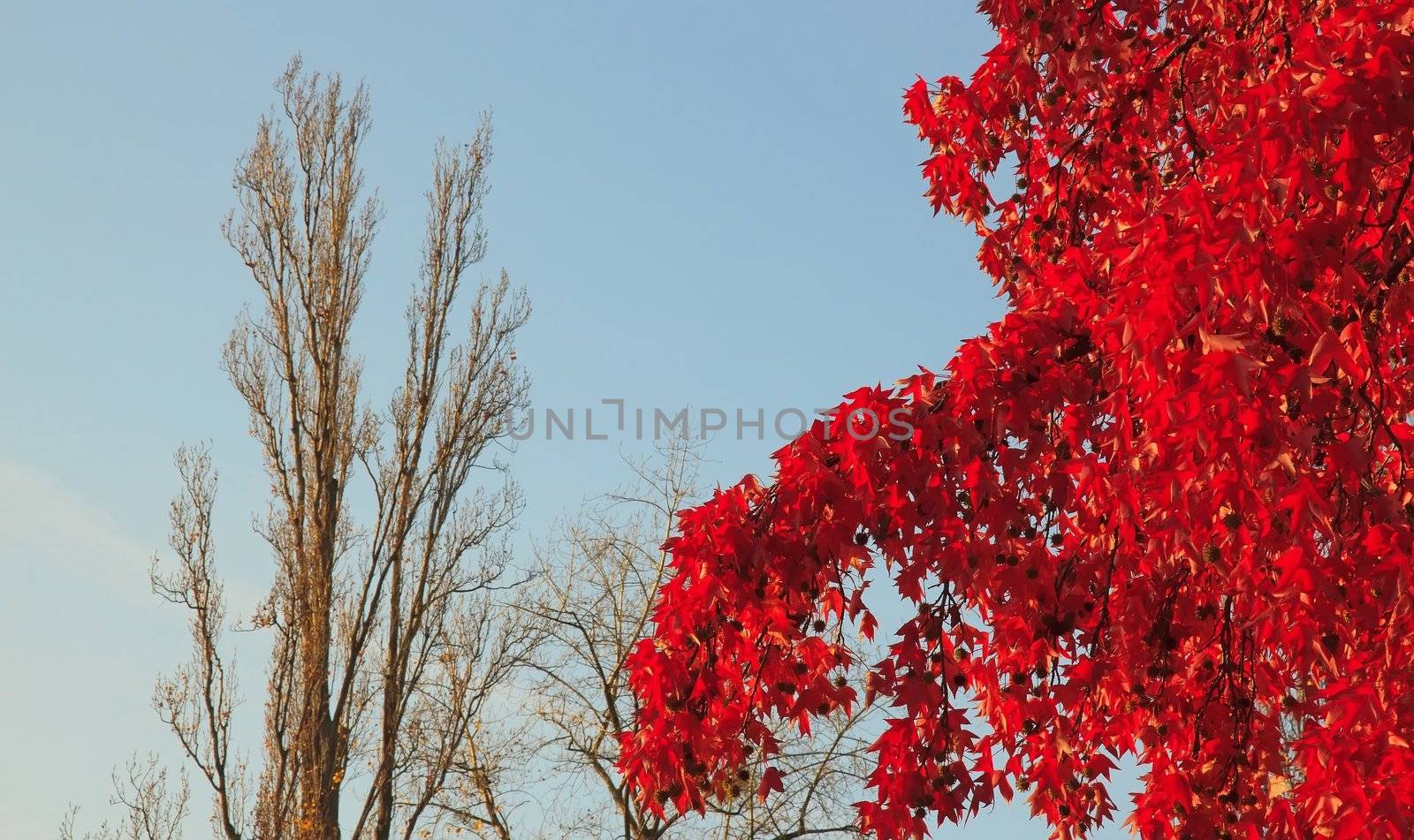 opposition: red maple with his leaves flambloyant and poplar bare in autumn