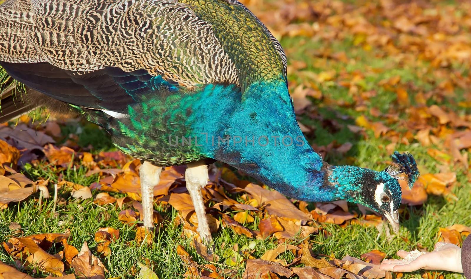 Peacock by neko92vl
