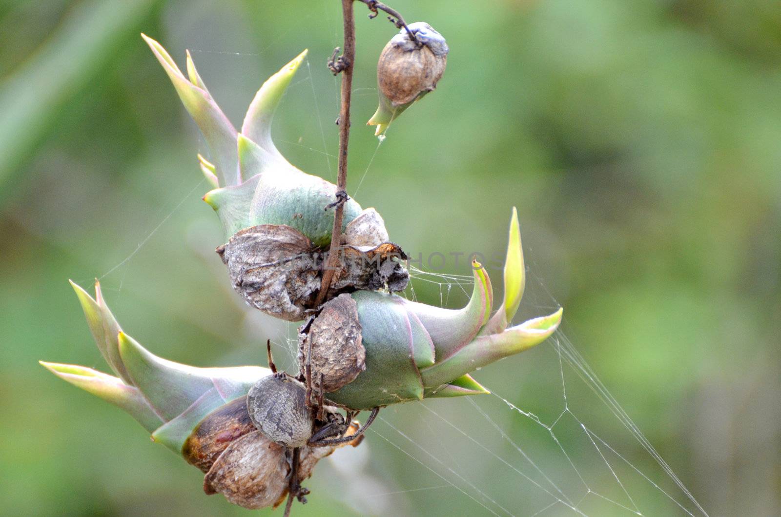 Agave buds by ianmck