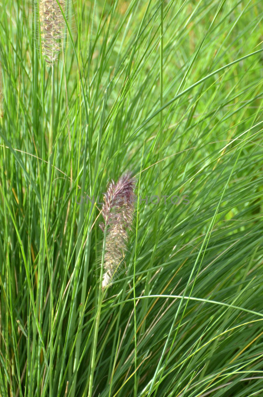 Delicate grass seed head on wild grass growing at Kangaroo Point in Brisbane