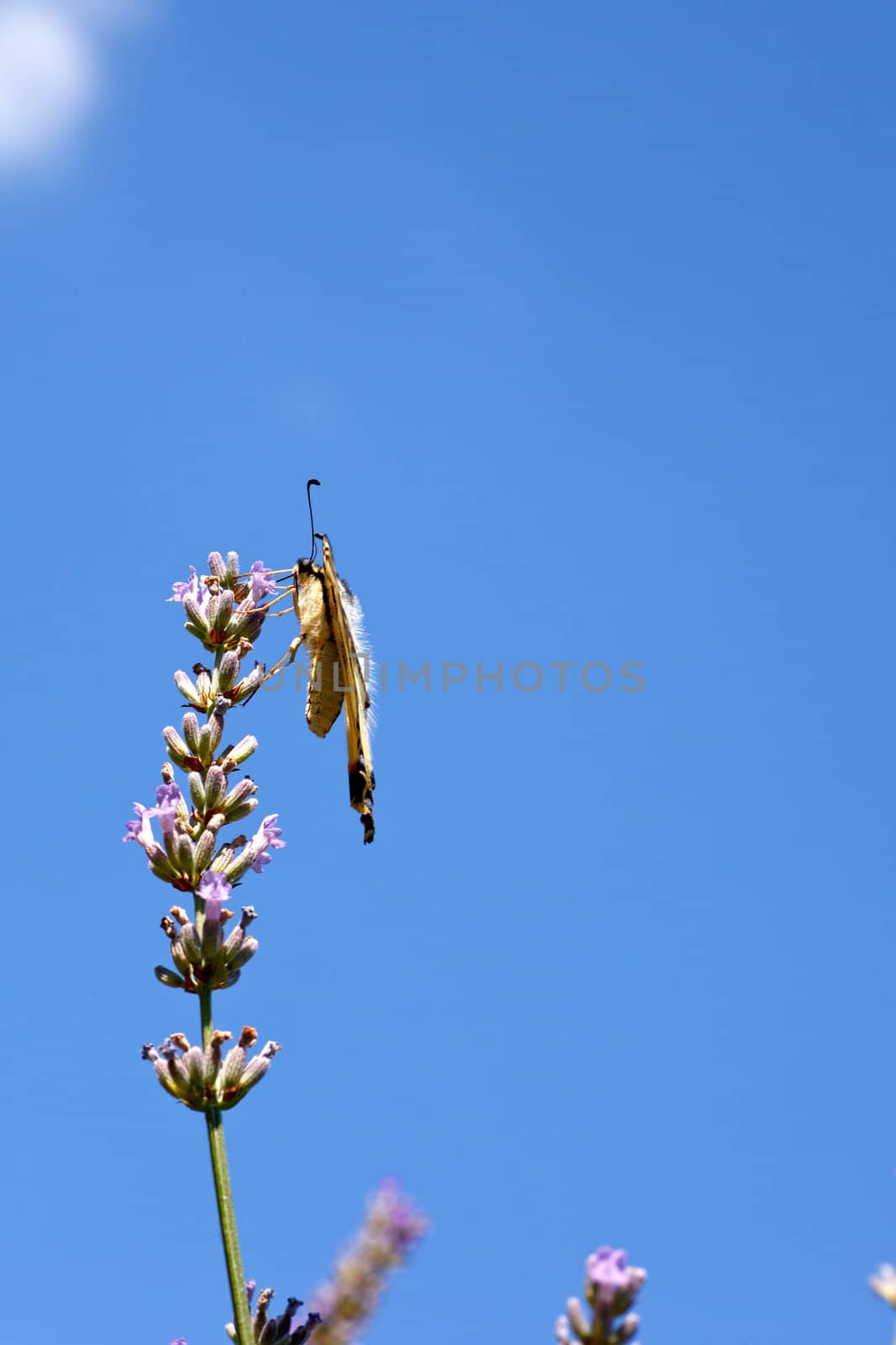 Old World Swallowtail on lavender flowers in bloom