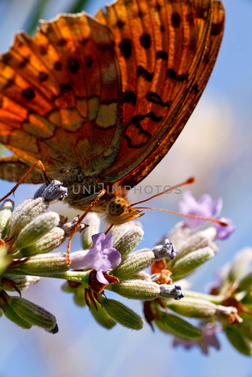 Photo of Butterfly on lavender flowers in bloom