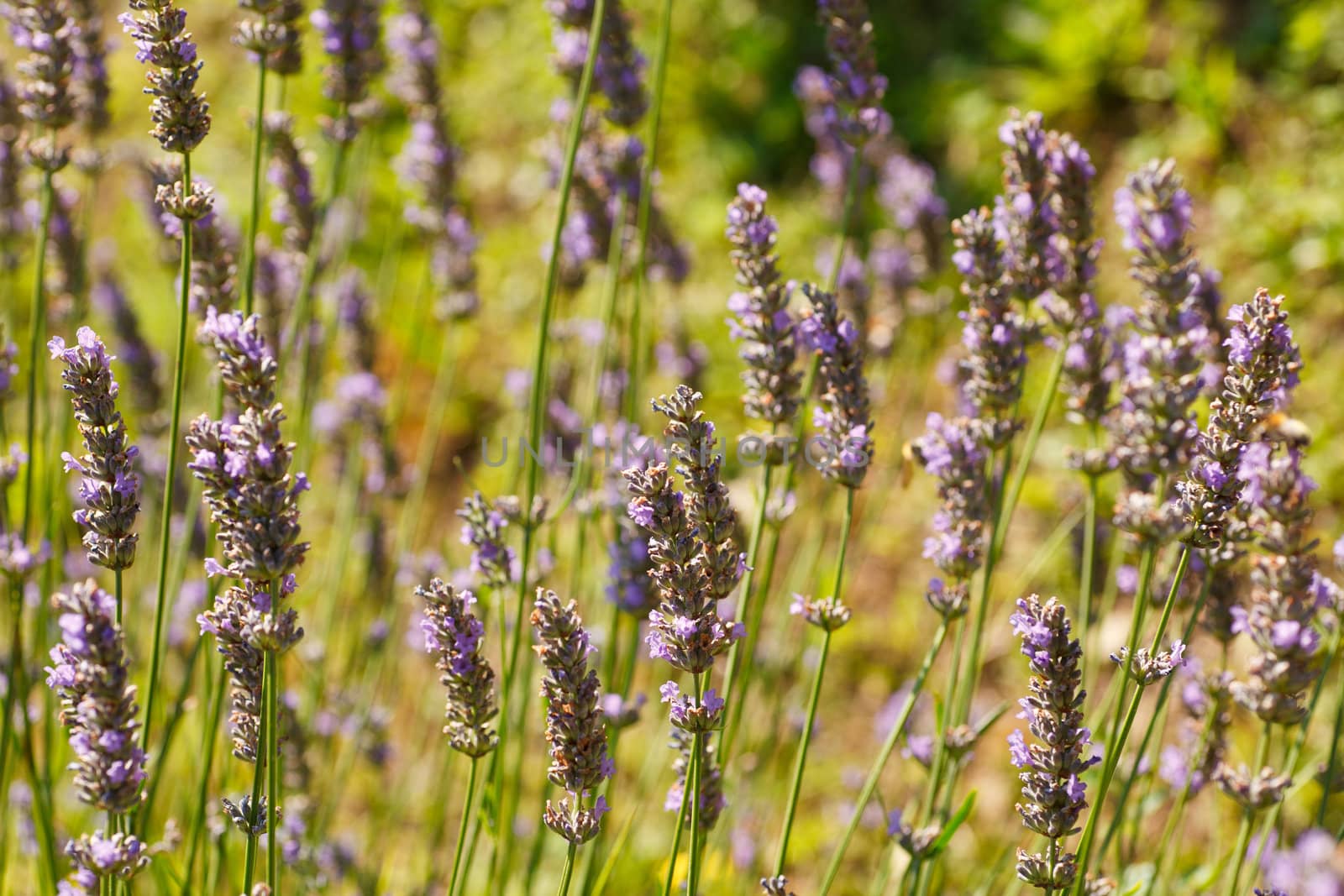 Photo of a lavender garden in spring season