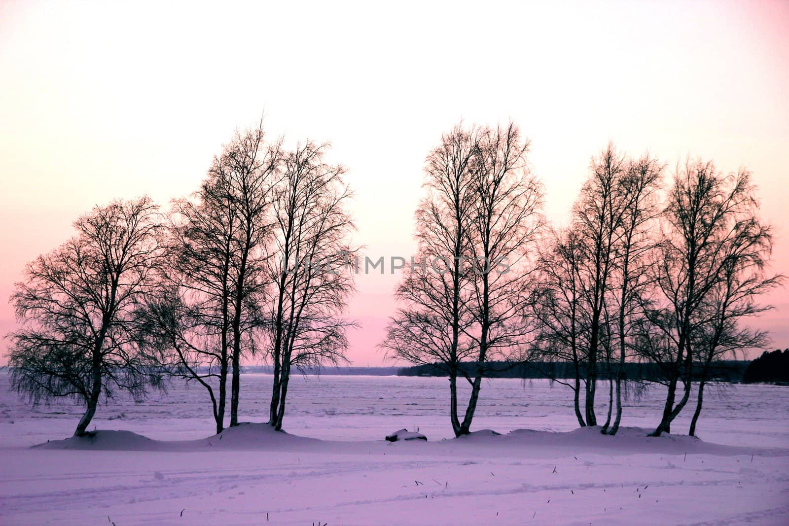 winter landscape with a hint of lavender. Trees