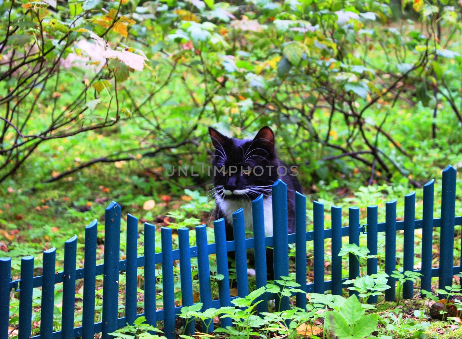 black and white predator cat near fence