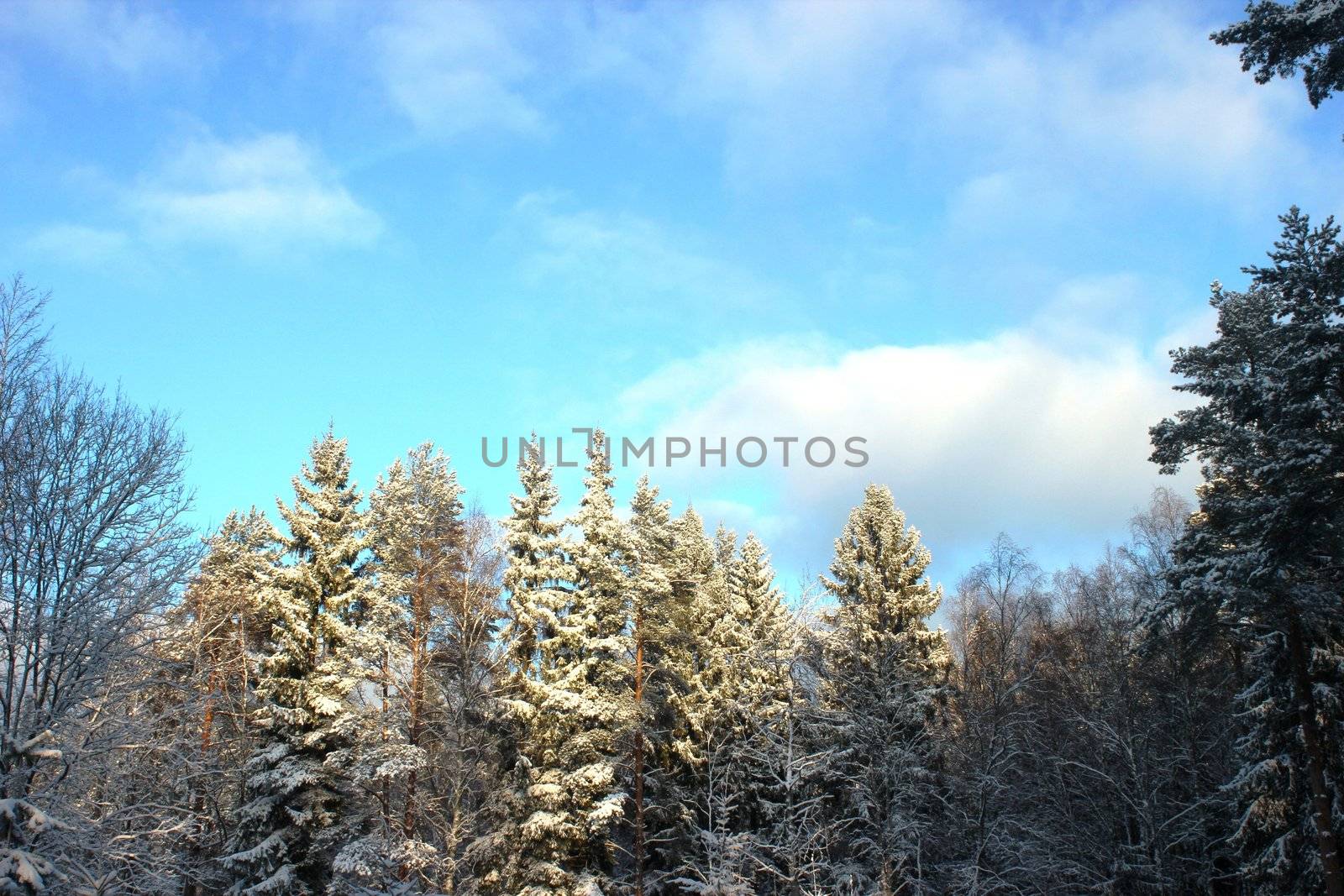 Wonderfull winter view of forest by Metanna