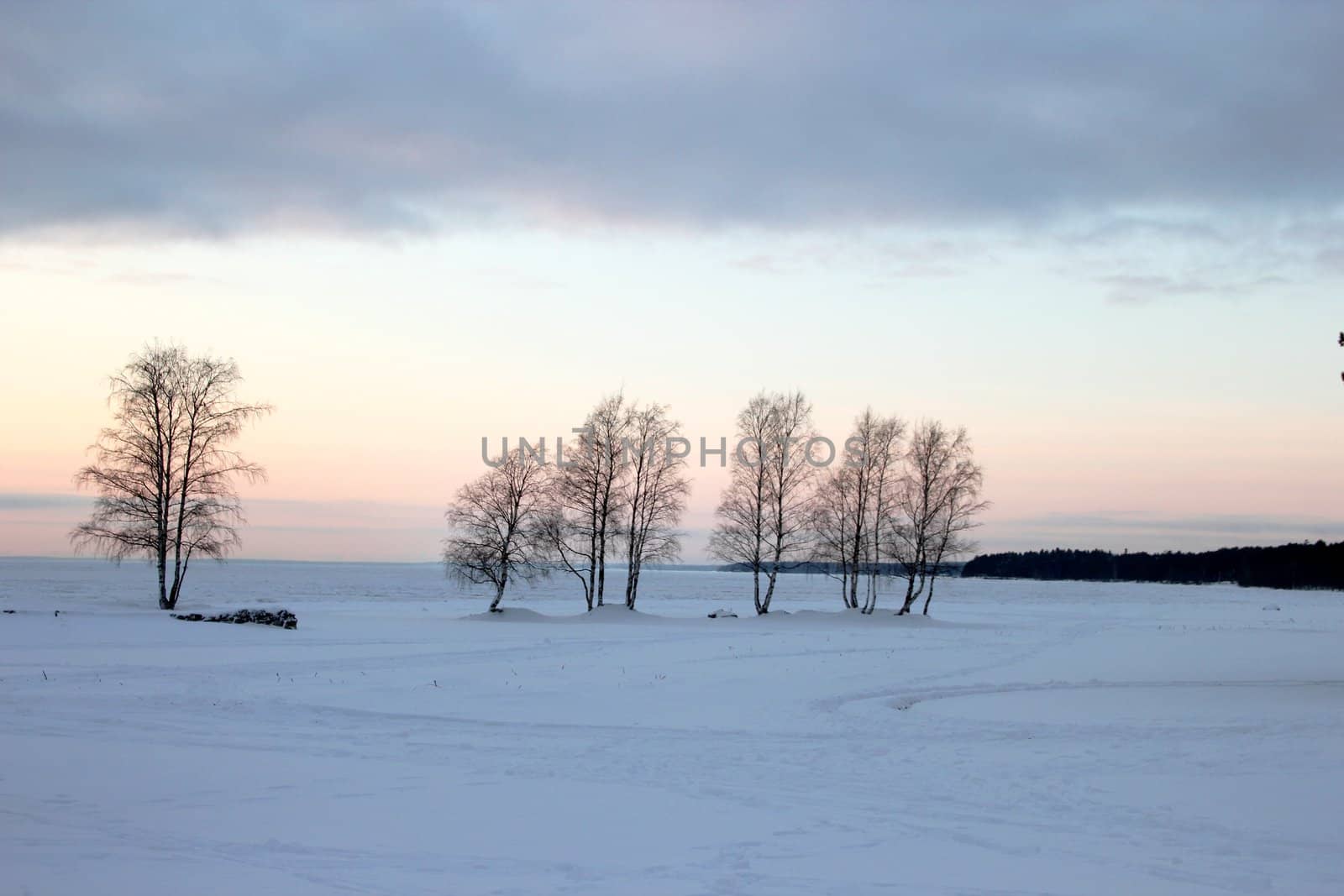 winter landscape with a hint of lavender. Trees