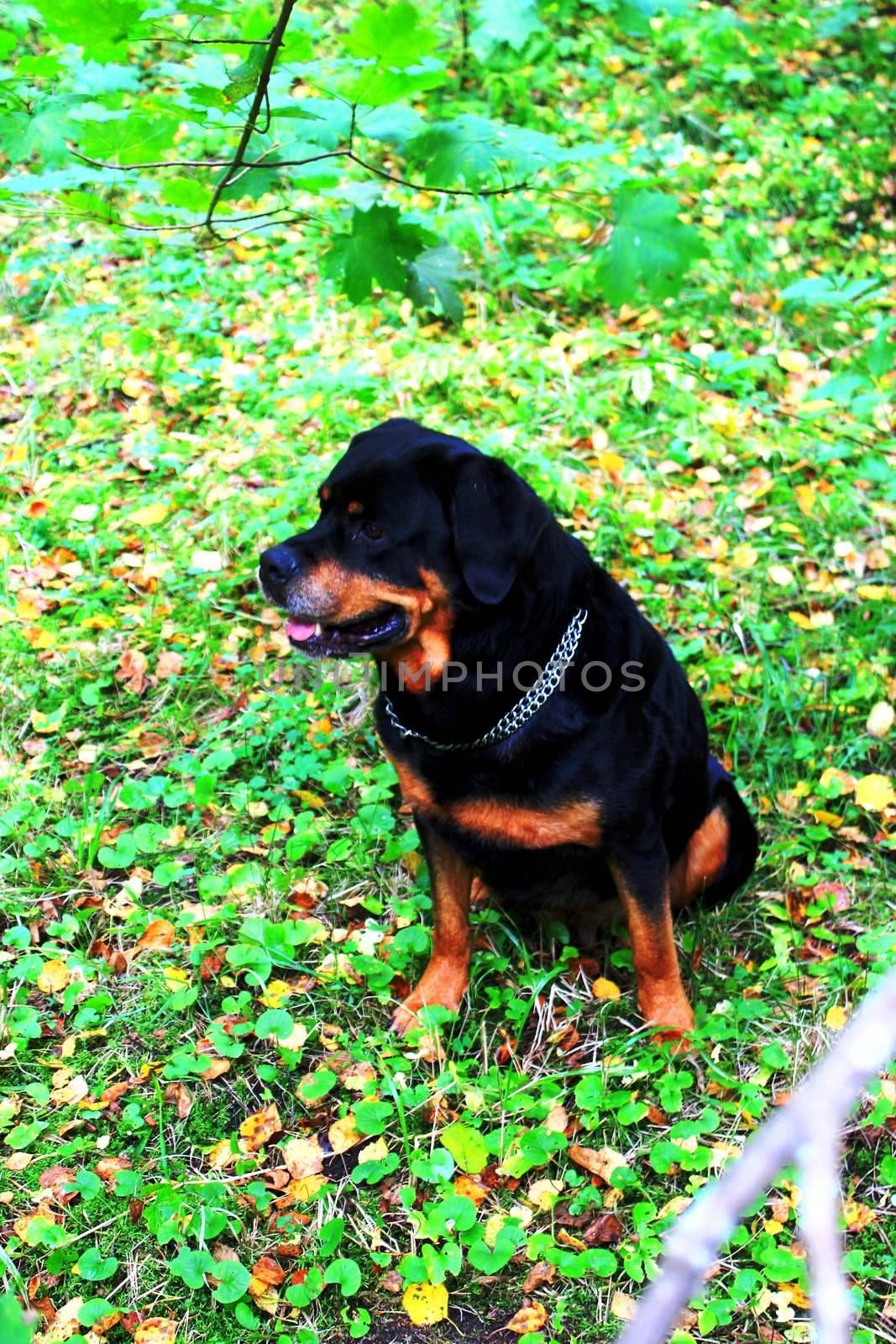 The dog sitting in grass looking somwhere.  It is rottweiler