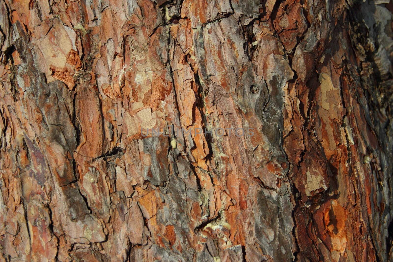 Background of bark by Metanna