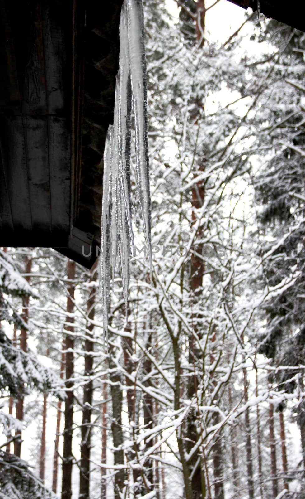 large icicles on the roof of a country house