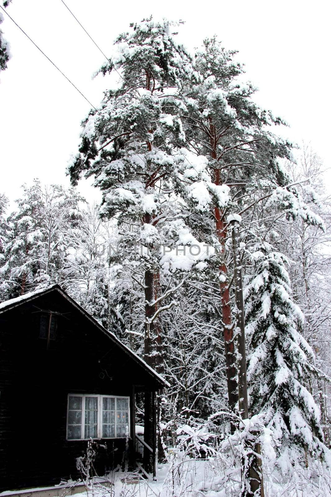 Landscape of winter at home in the woods