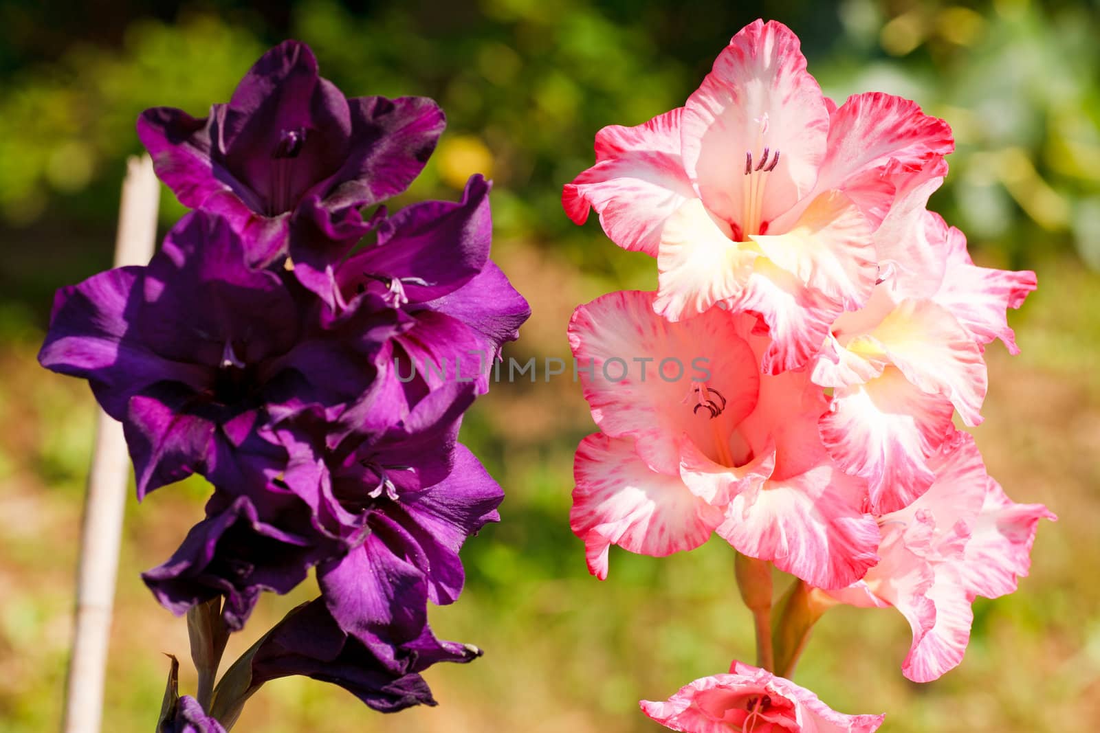 Close up of nice flowers in the spring season