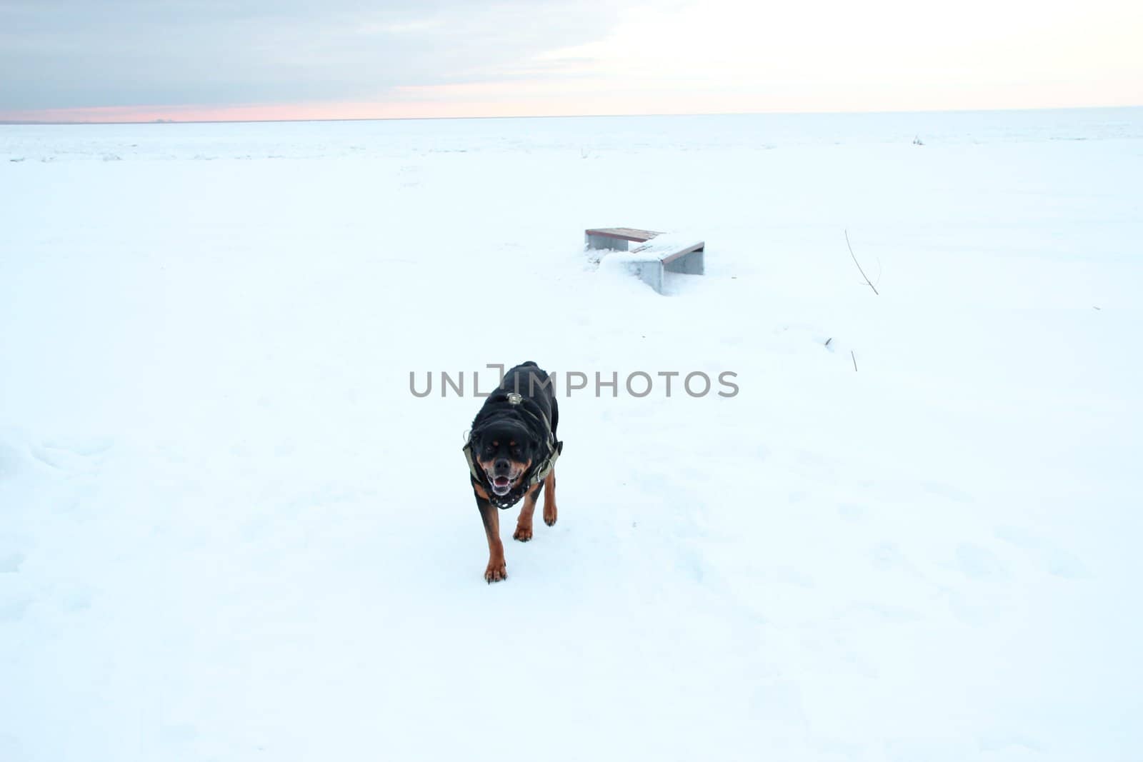 rottweiler runs in winter. dog in beautiful view