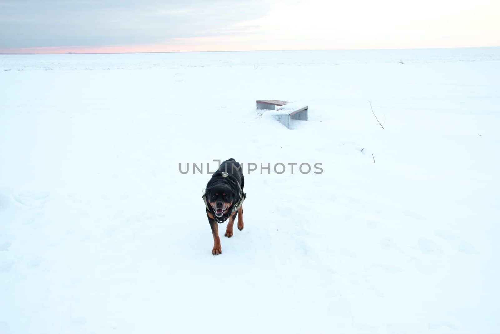 rottweiler runs in winter. by Metanna