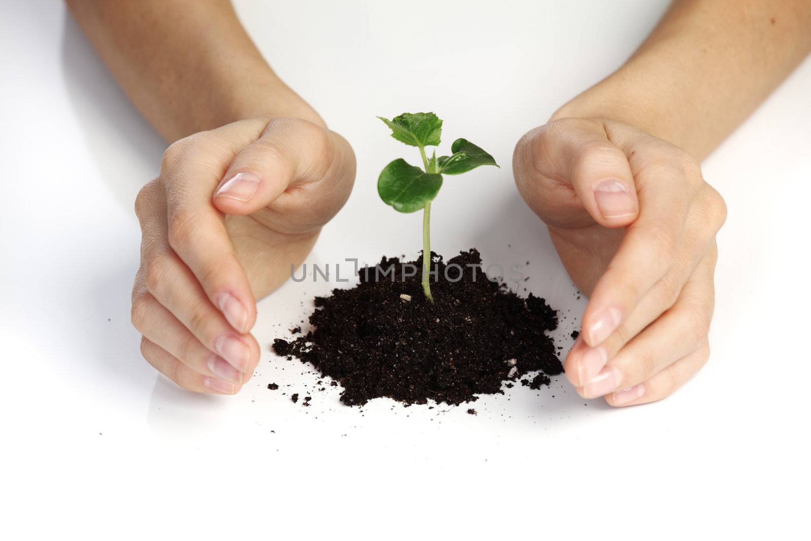 young plant cover their hands on a white background