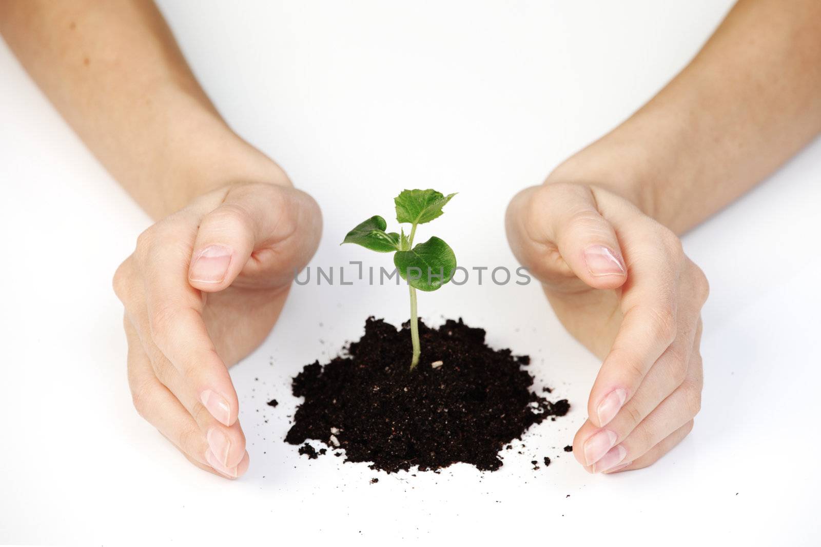 young plant cover their hands on a white background