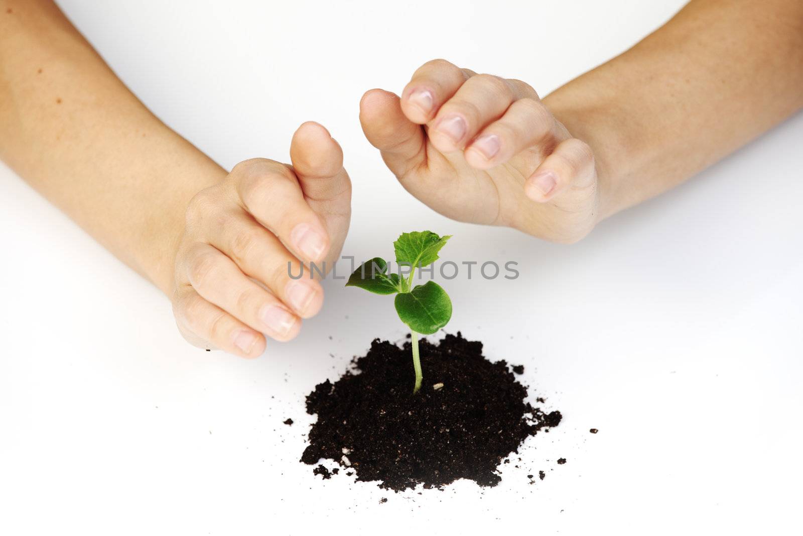 young plant cover their hands on a white background
