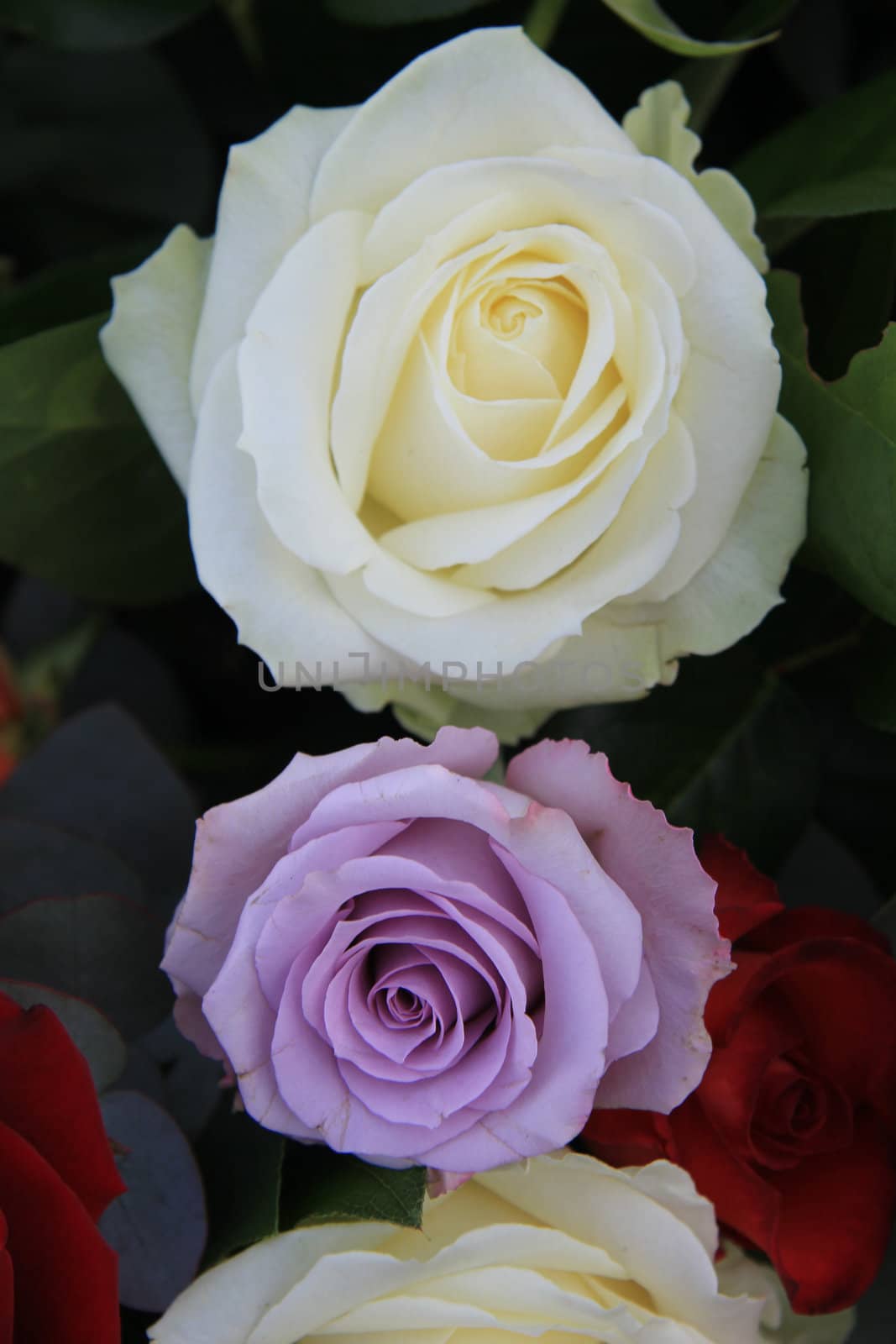 Lilac and white roses in close up as part of a flower arrangement