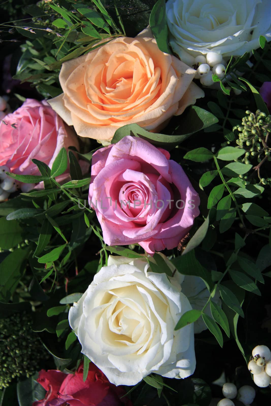 Roses in different pastel shades in sunlight by studioportosabbia