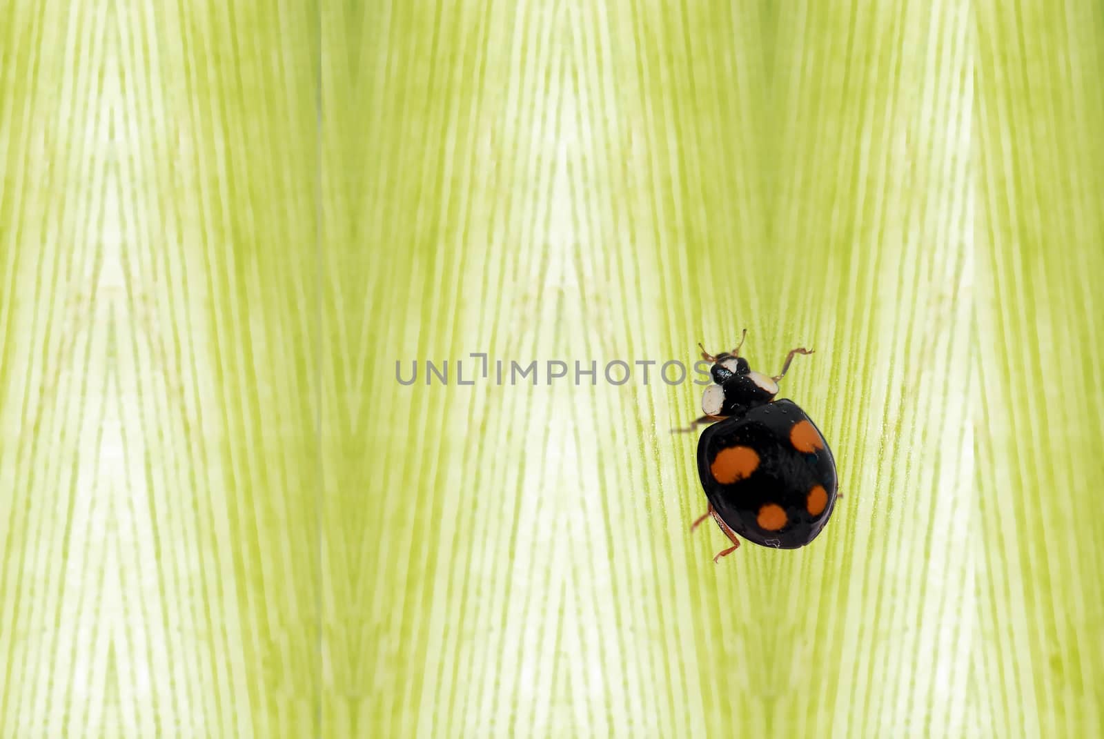 Colorful ladybug with green leaves form a contrast and very beautiful