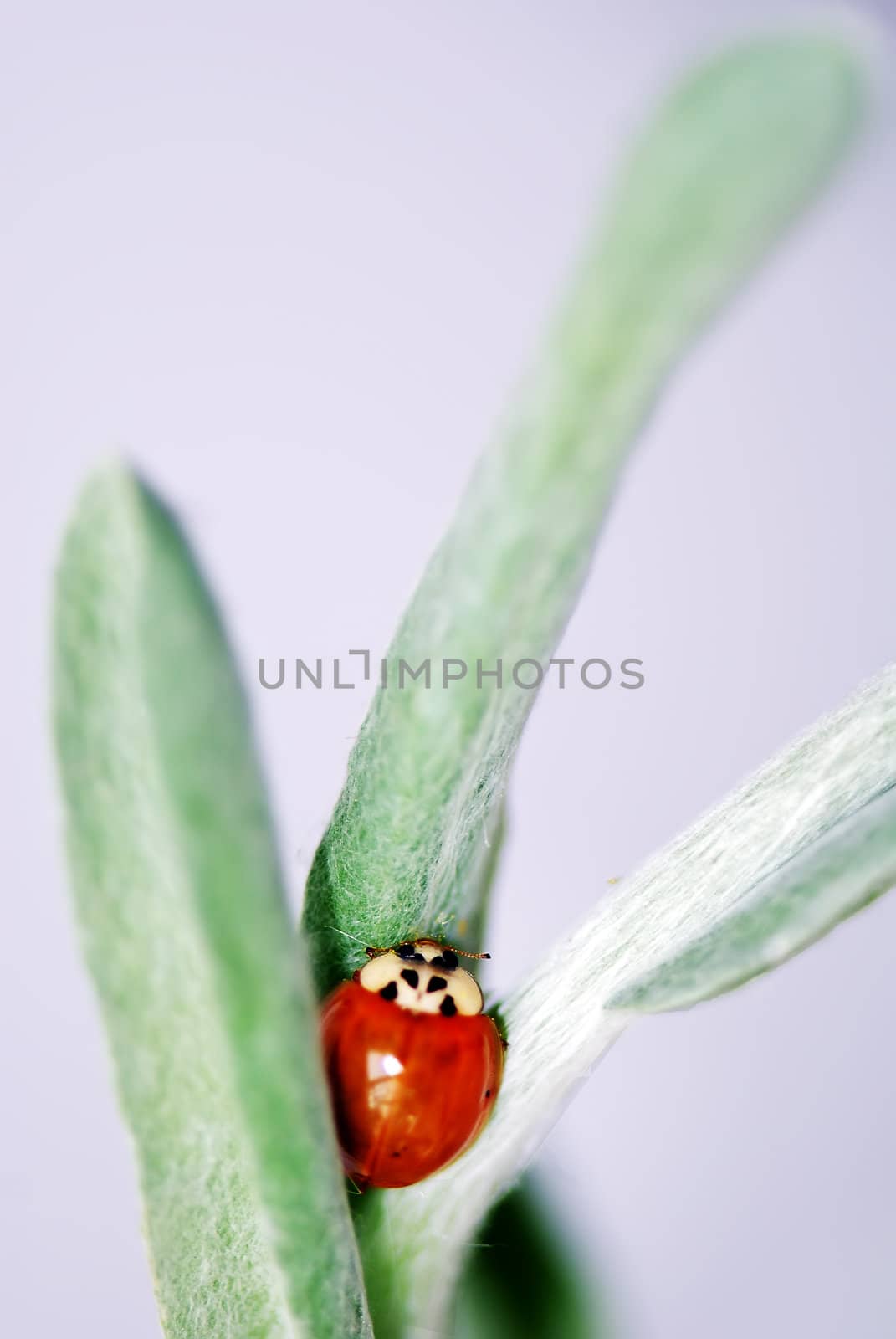 Colorful ladybug with green leaves form a contrast and very beautiful