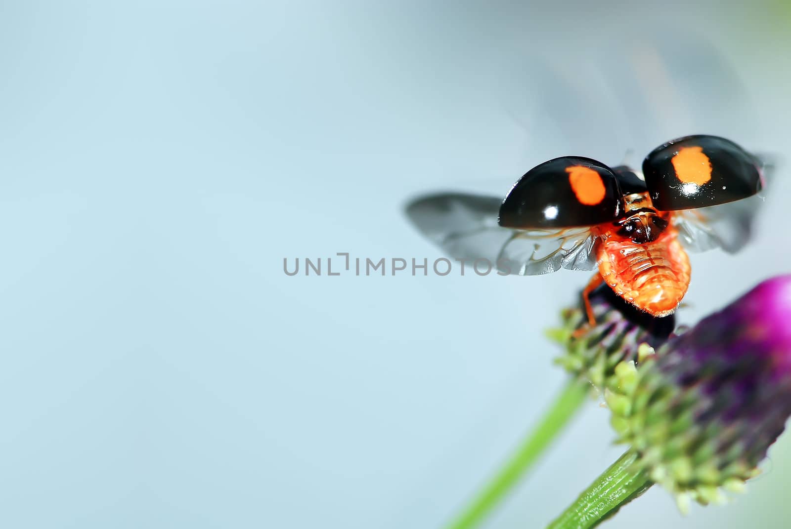 Colorful ladybug with green leaves form a contrast and very beautiful