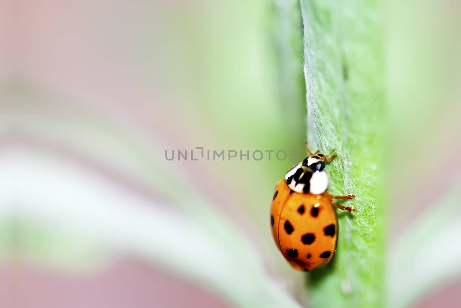 Colorful ladybug with green leaves form a contrast and very beautiful