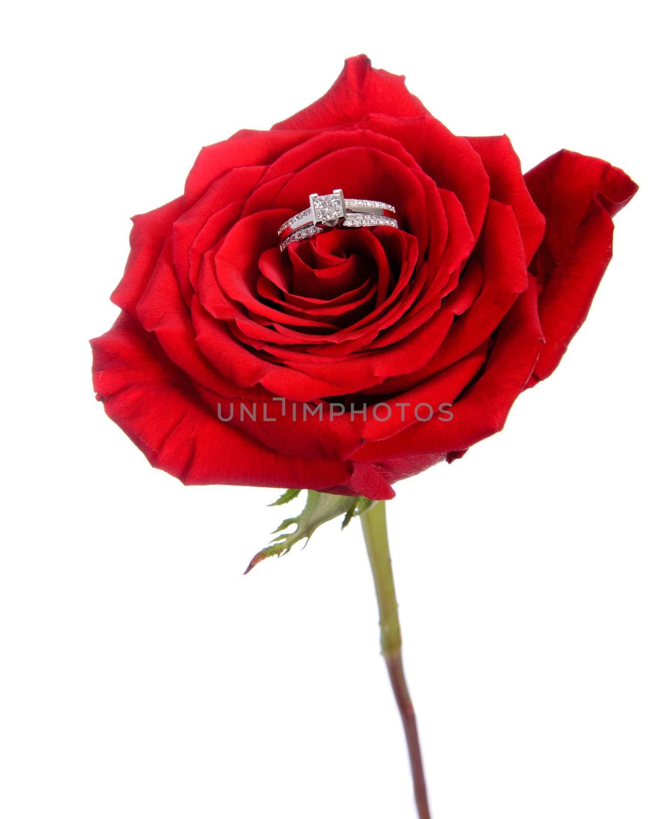 A diamond engagement ring resting in a red rose, isolated against a white background.