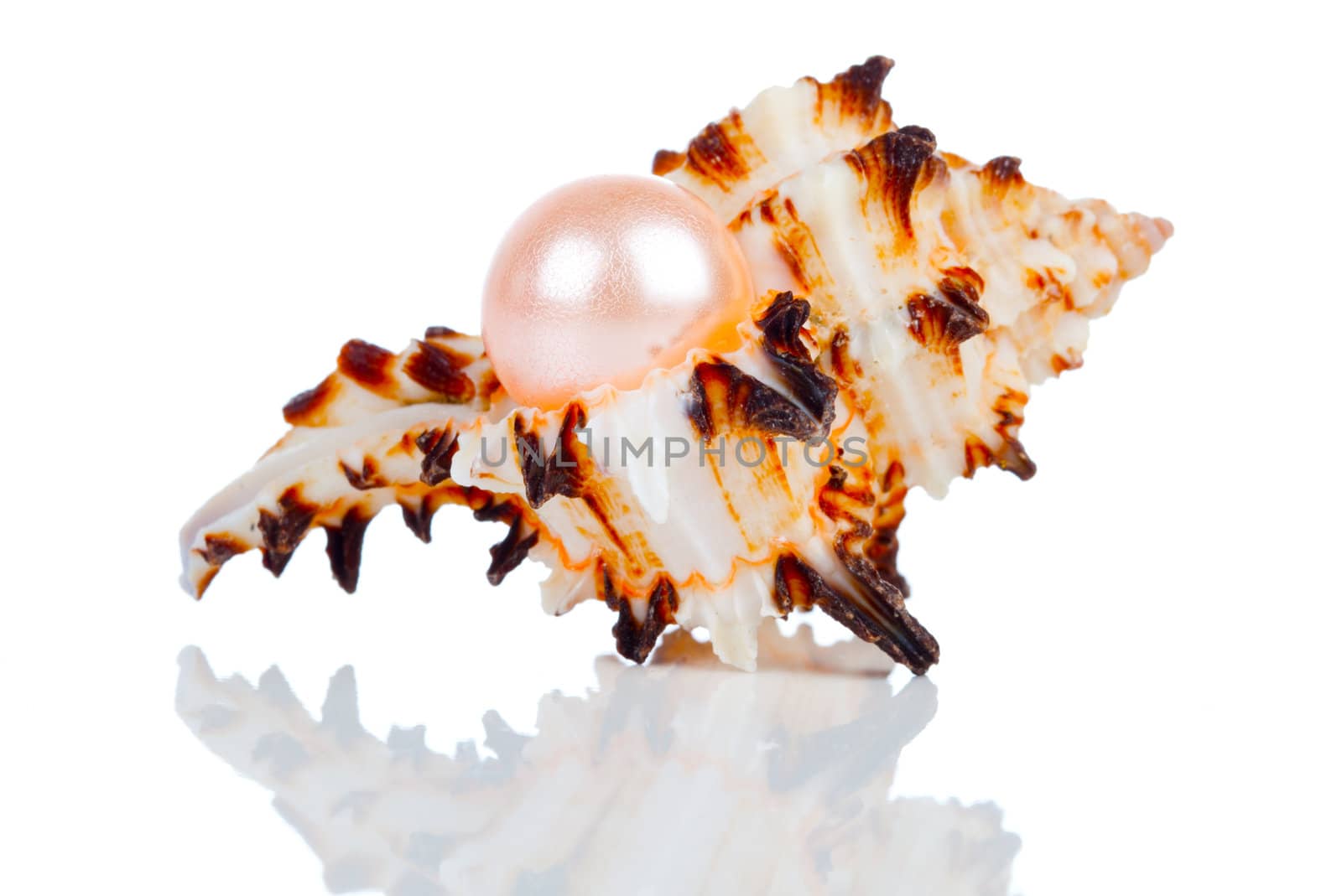 Big pearl in shell, isolated on a white background