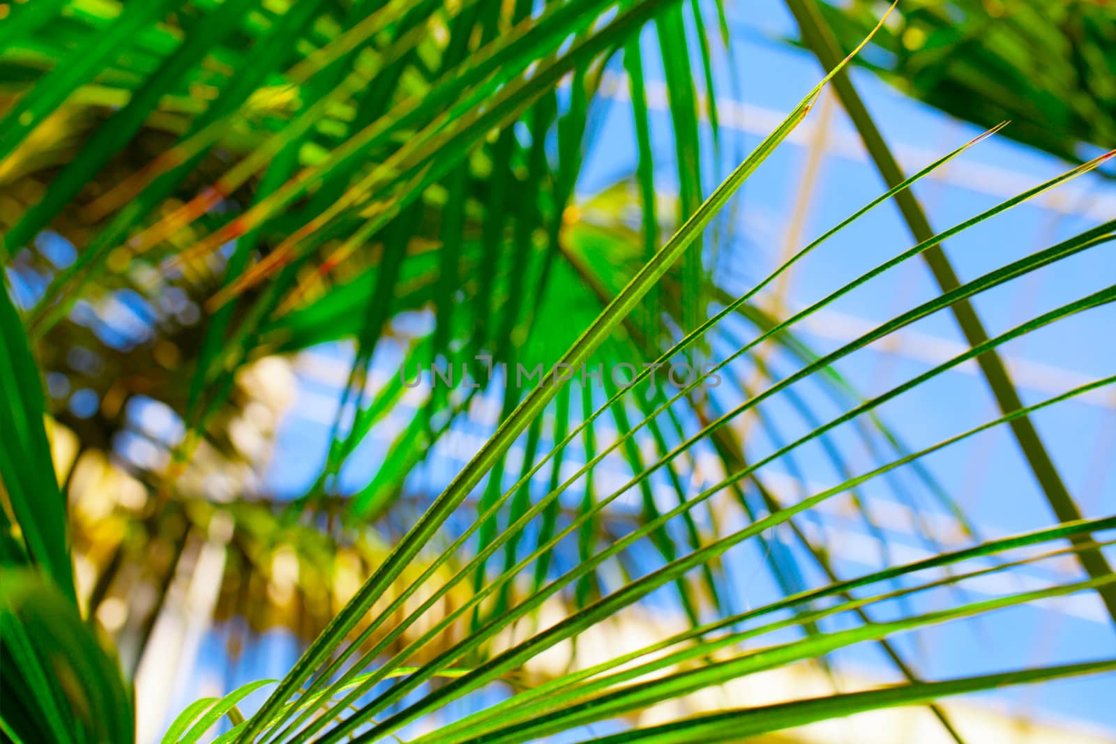 Palm leaves in front of blue sky