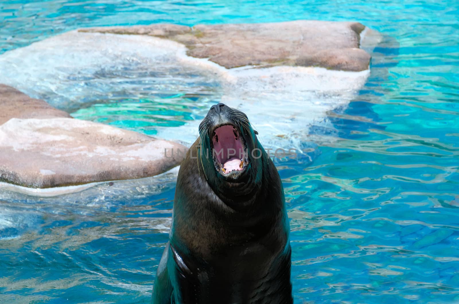 big mouth the sea lion