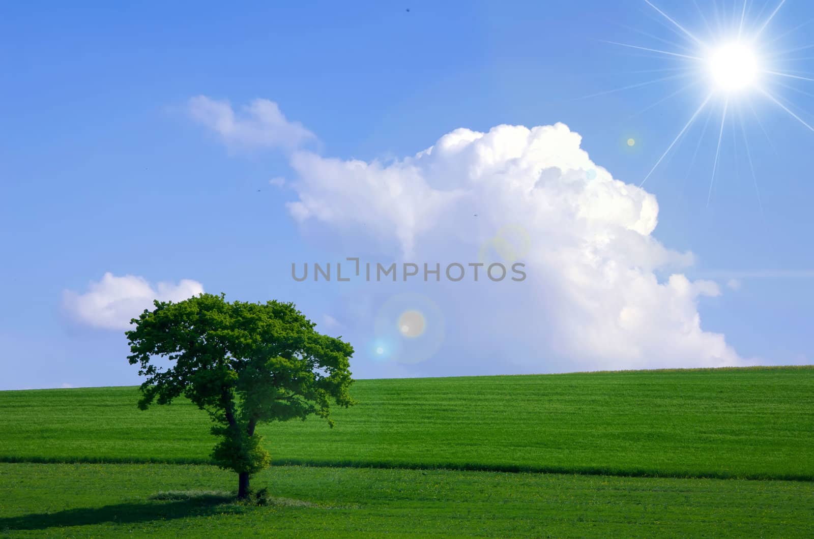 green tree in the fields
