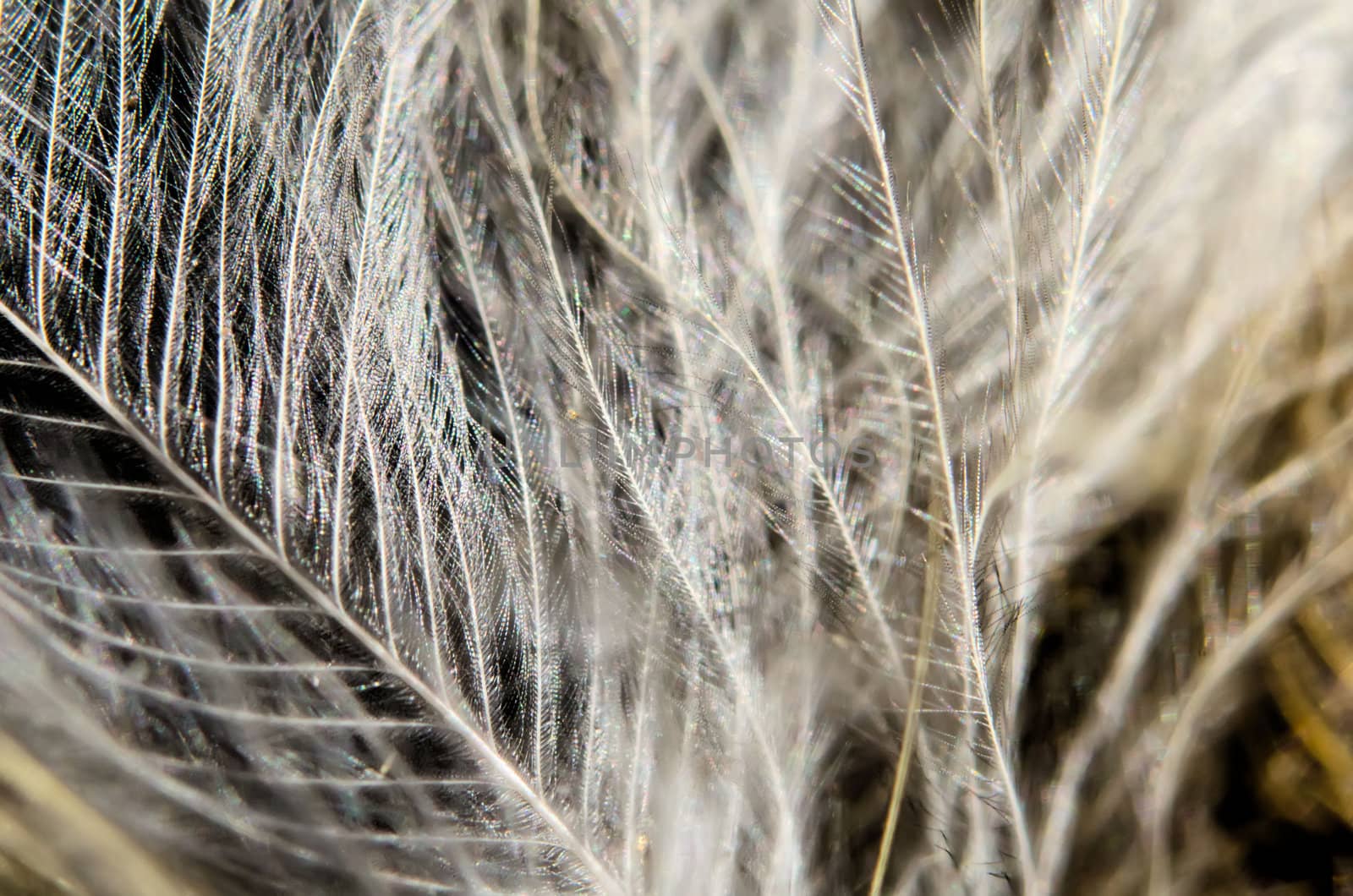 feather  details