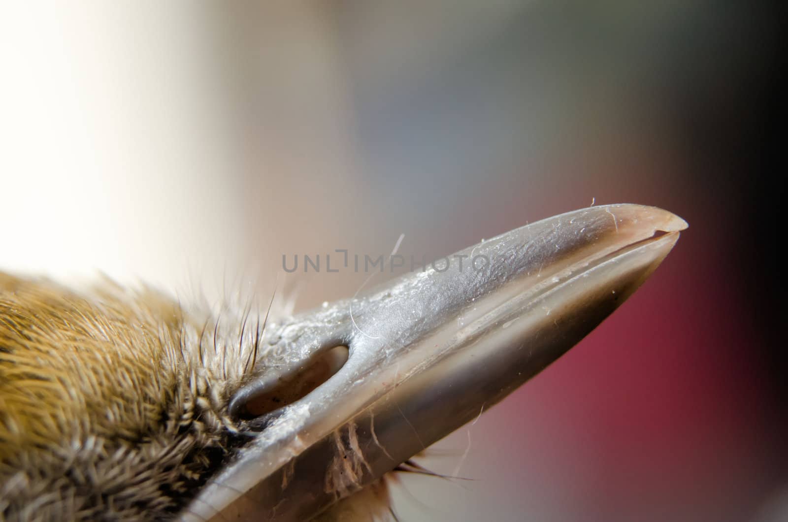 bird beak