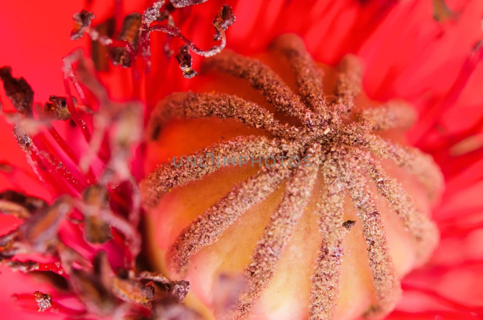 pistil  of Poppy