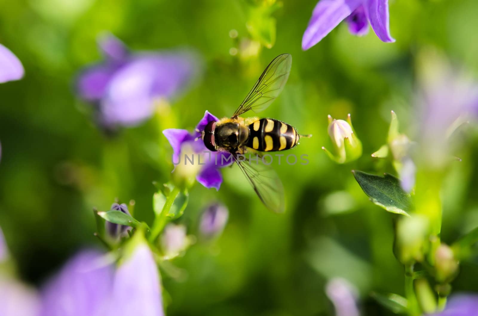 the foraging syrphid