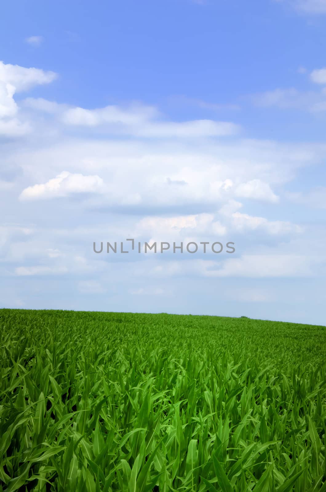 the cornfield by njaj