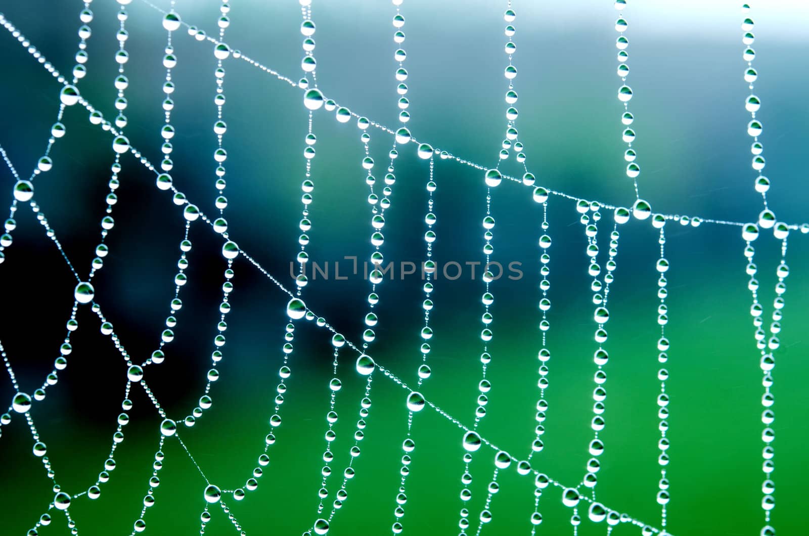 spider web