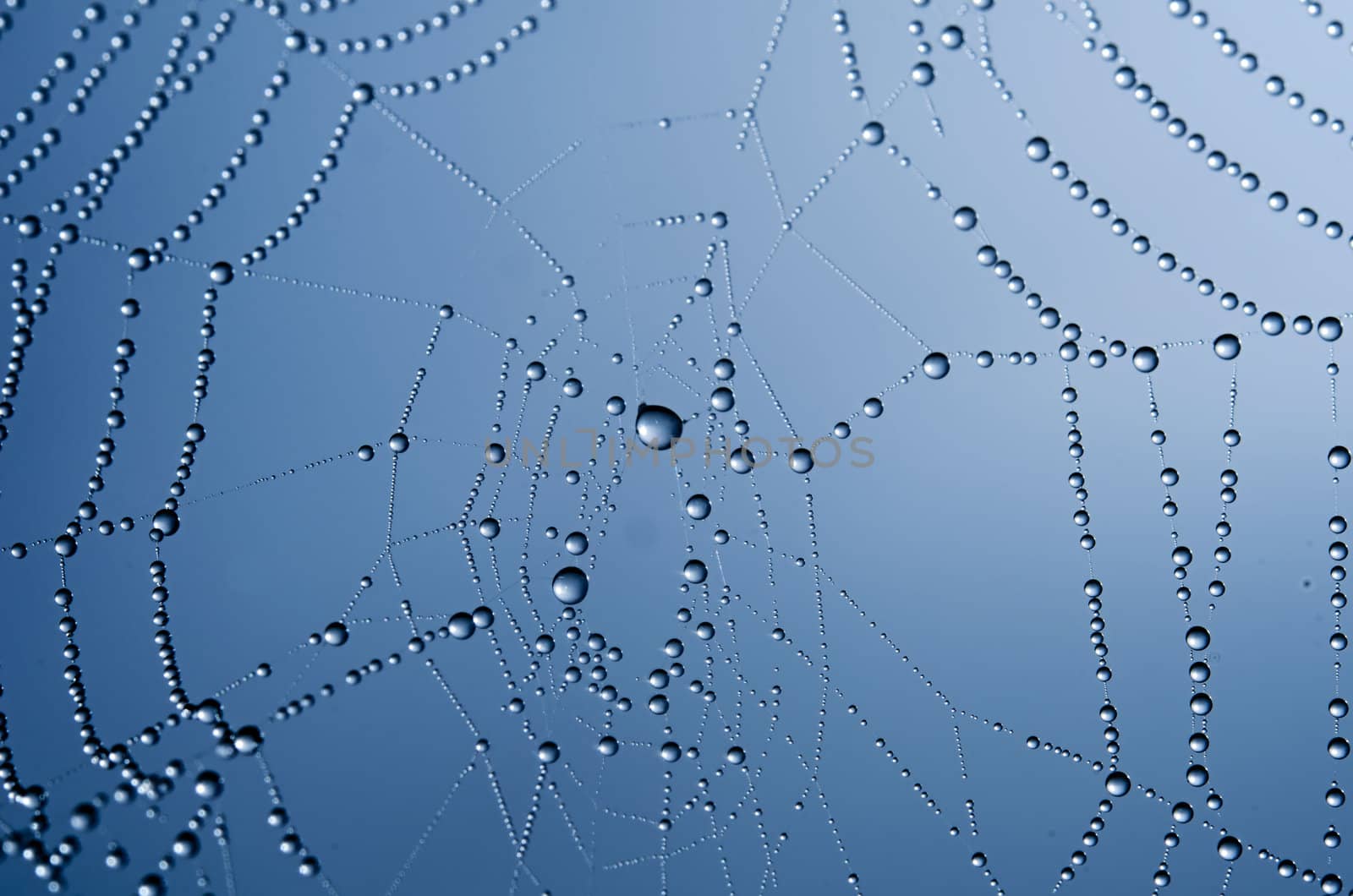 the spider web