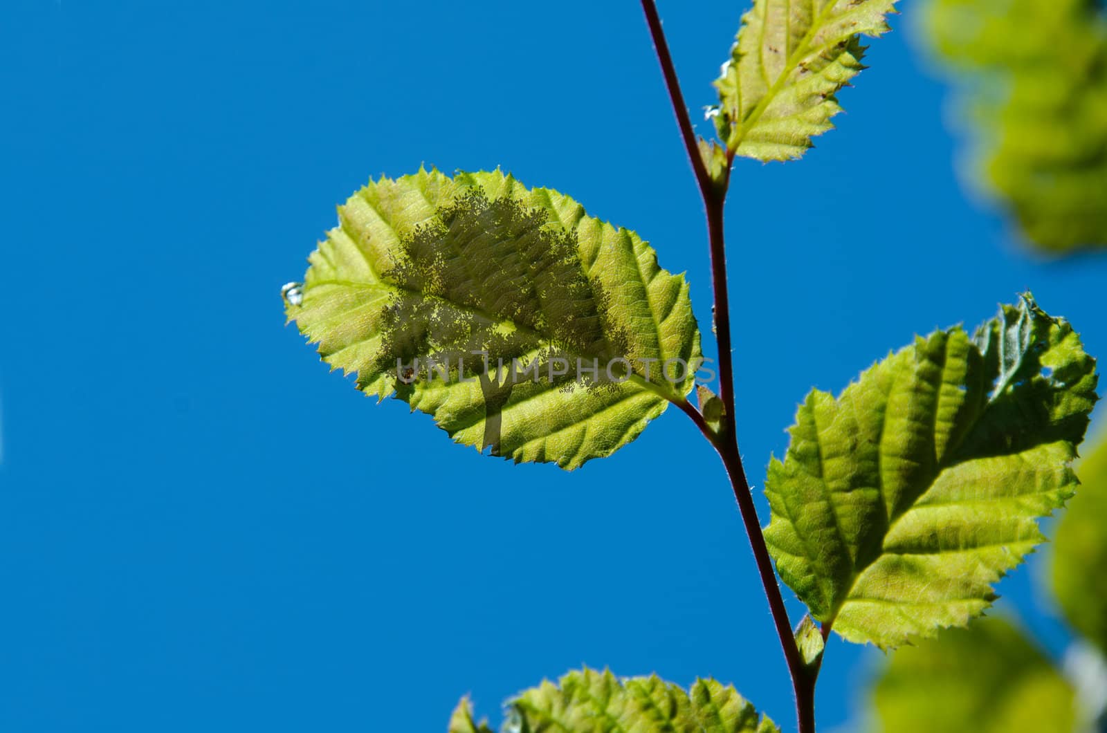 the leaves