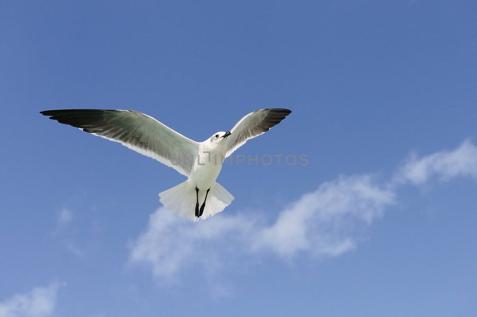 A beautiful seagull by ventdusud