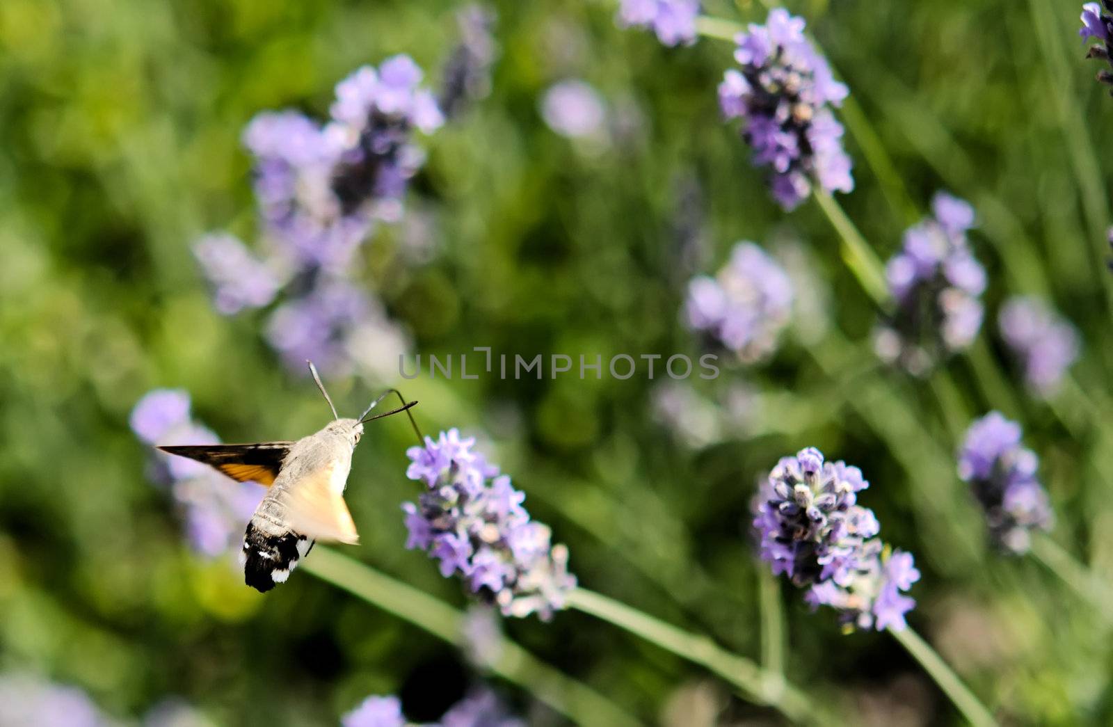 Humming-bird Hawk-moth