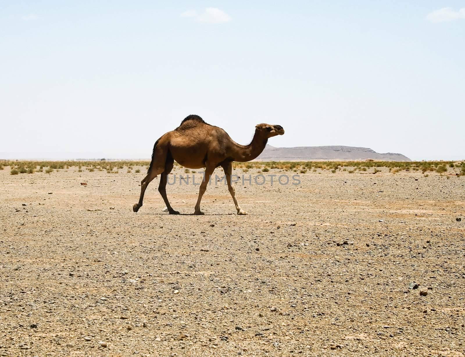 Camels in Sahara in Morocco